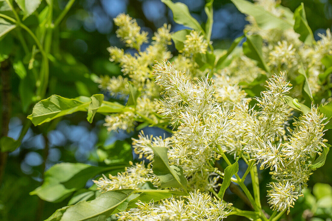 Fraxinus ornus 'Obelisk'