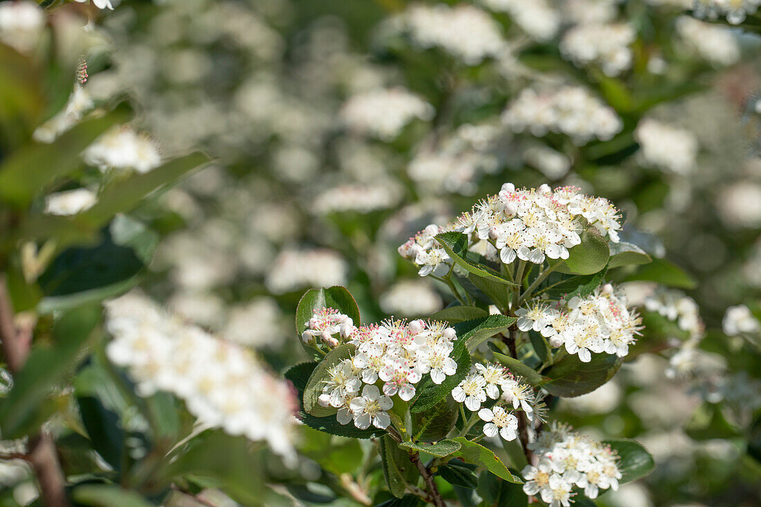 Aronia x prunifolia 'Viking'