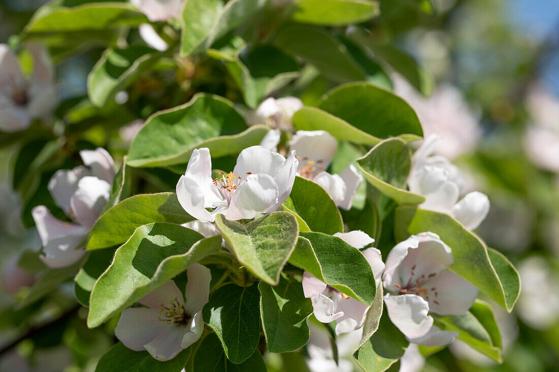 Cydonia oblonga 'Constantinople Apple Quince