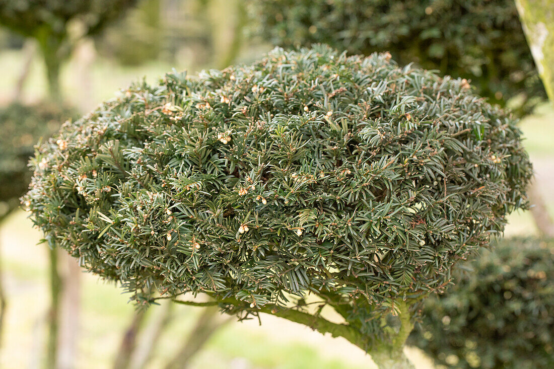 Taxus baccata 'Nissens Praesident