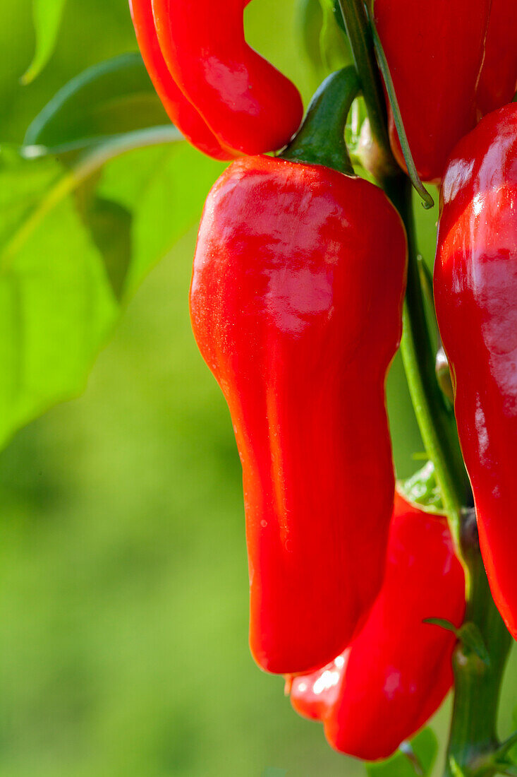 Capsicum annuum