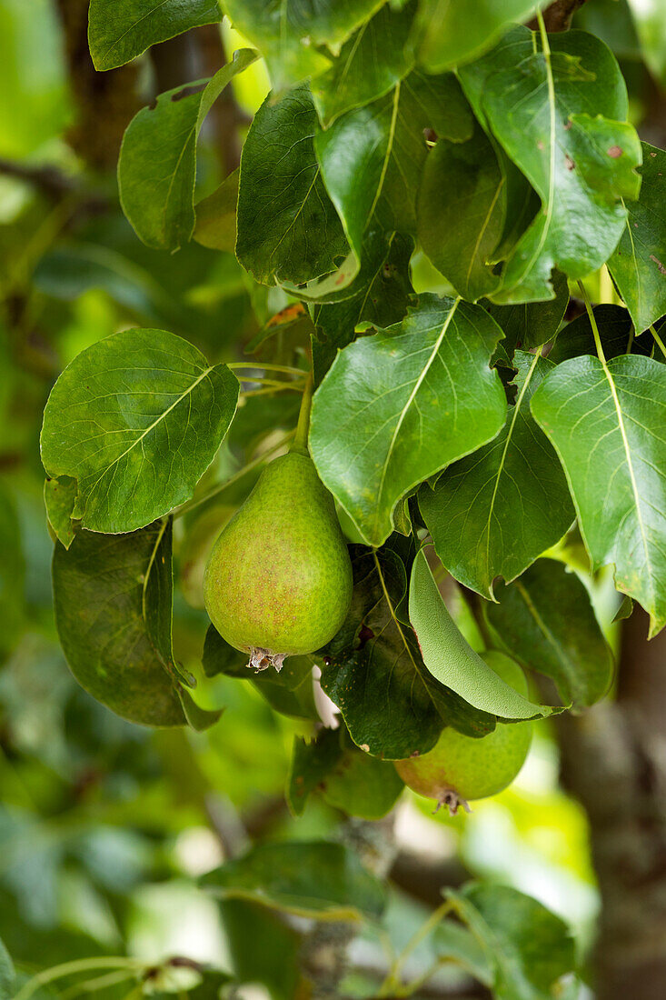 Pyrus communis