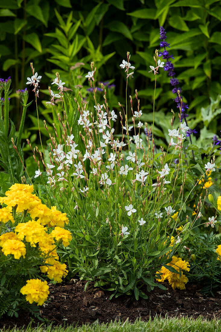 Gaura lindheimeri, white