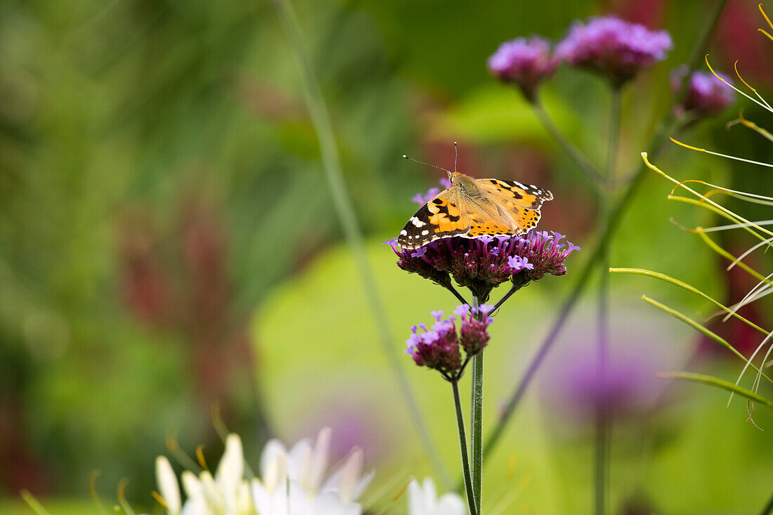 Verbena bonariensis