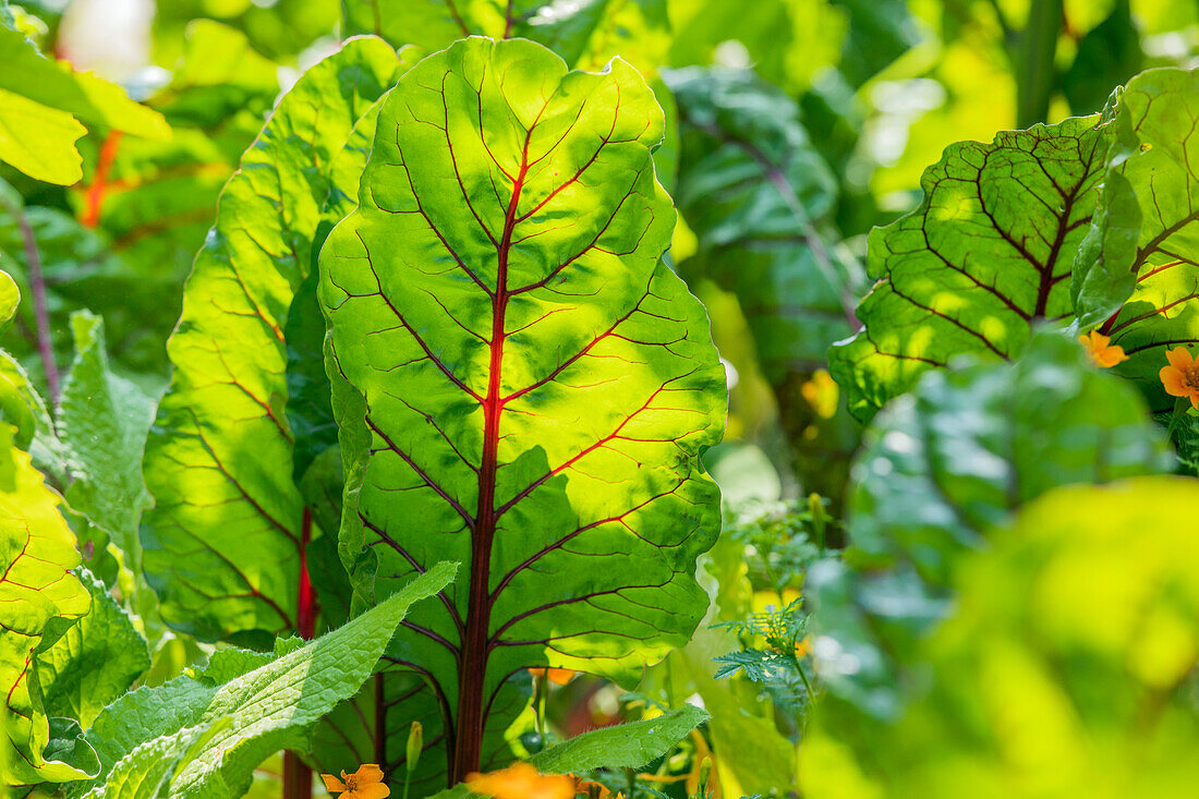 Beta vulgaris var. cicla