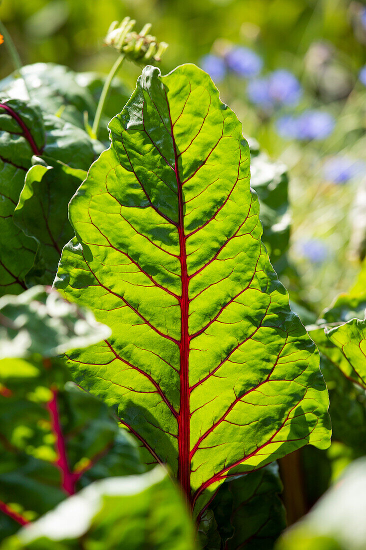 Beta vulgaris var. cicla