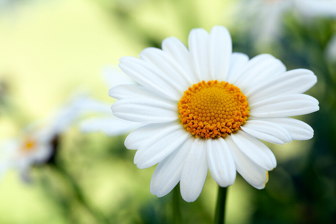 Argyranthemum frutescens, white