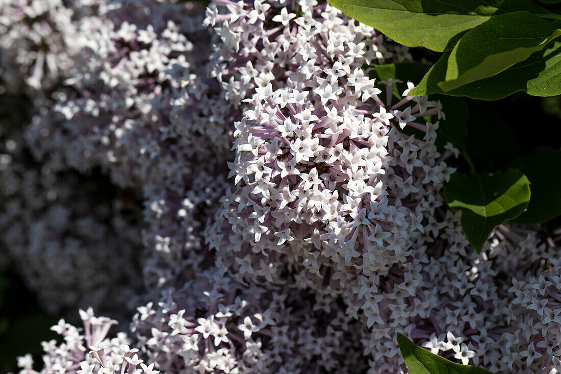 Syringa meyeri Palibin