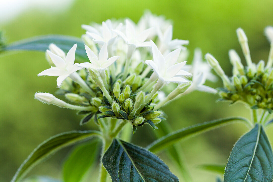 Pentas lanceolata