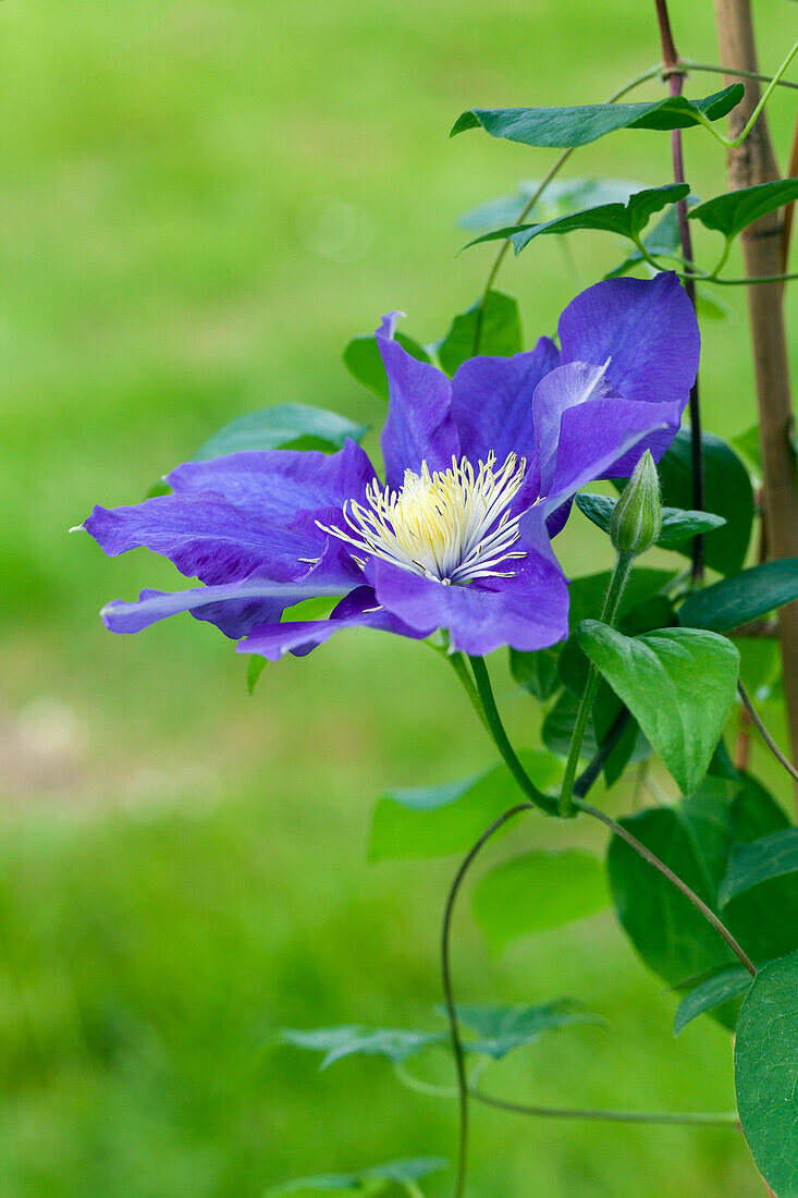 Clematis, blue