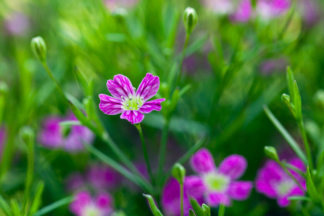 Gypsophila muralis