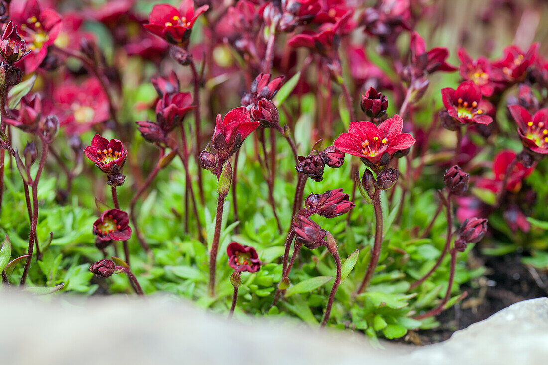 Saxifraga x arendsii 'Peter Pan