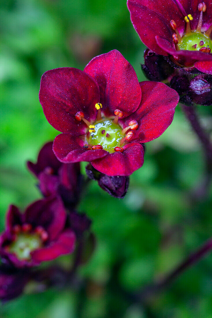 Saxifraga x arendsii, dark red