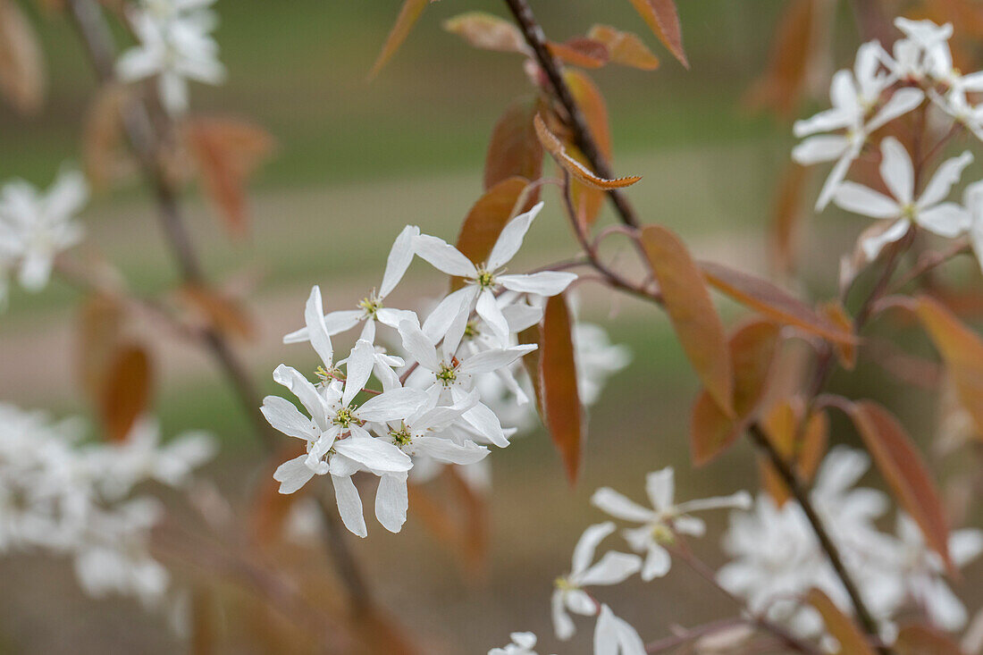 Amelanchier laevis 'Ballerina'