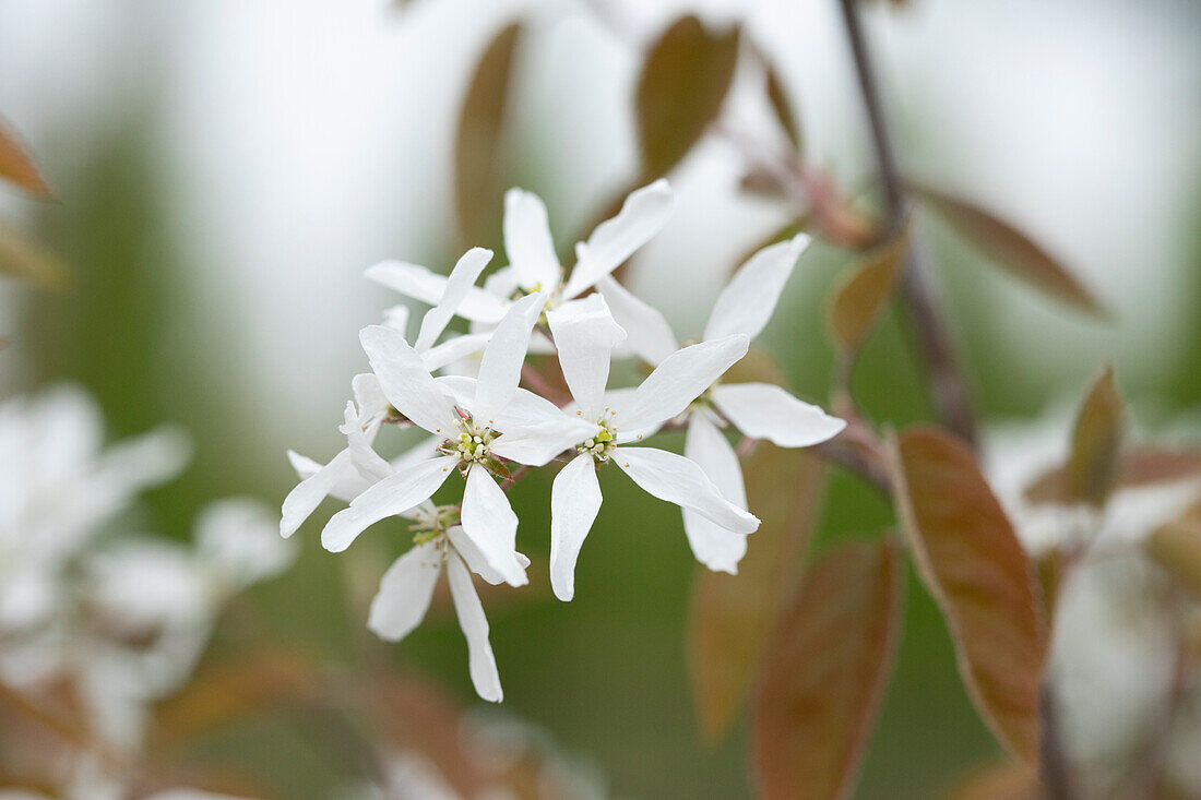 Amelanchier laevis 'Ballerina'