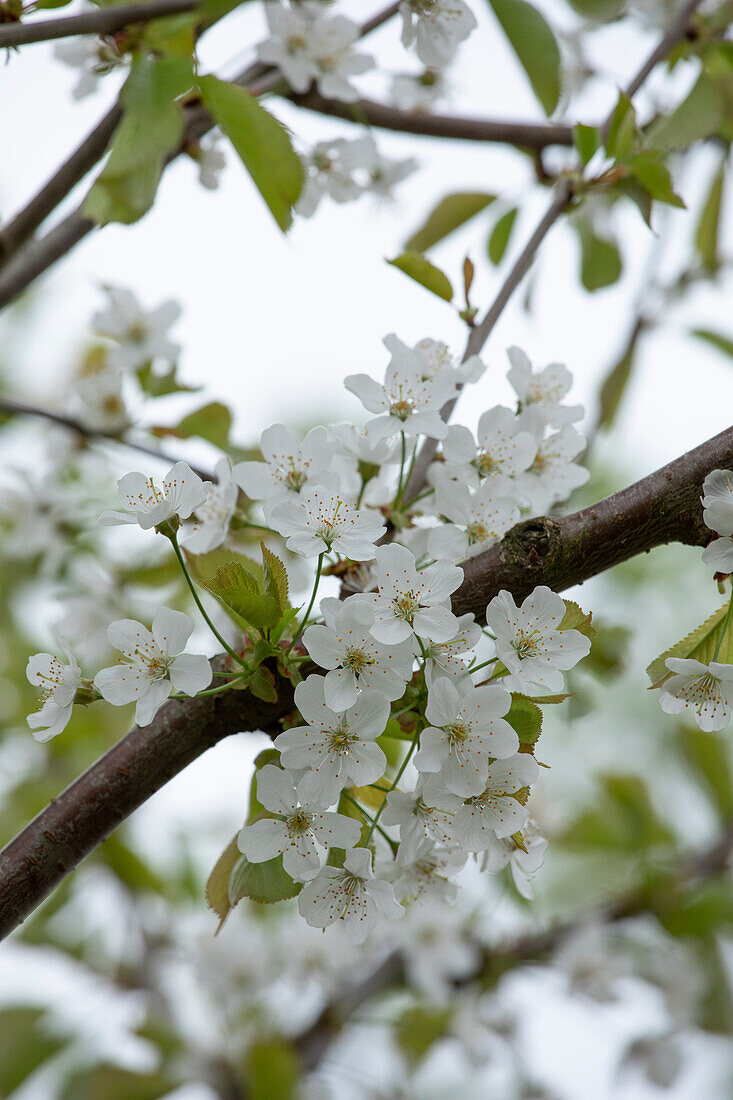 Prunus avium