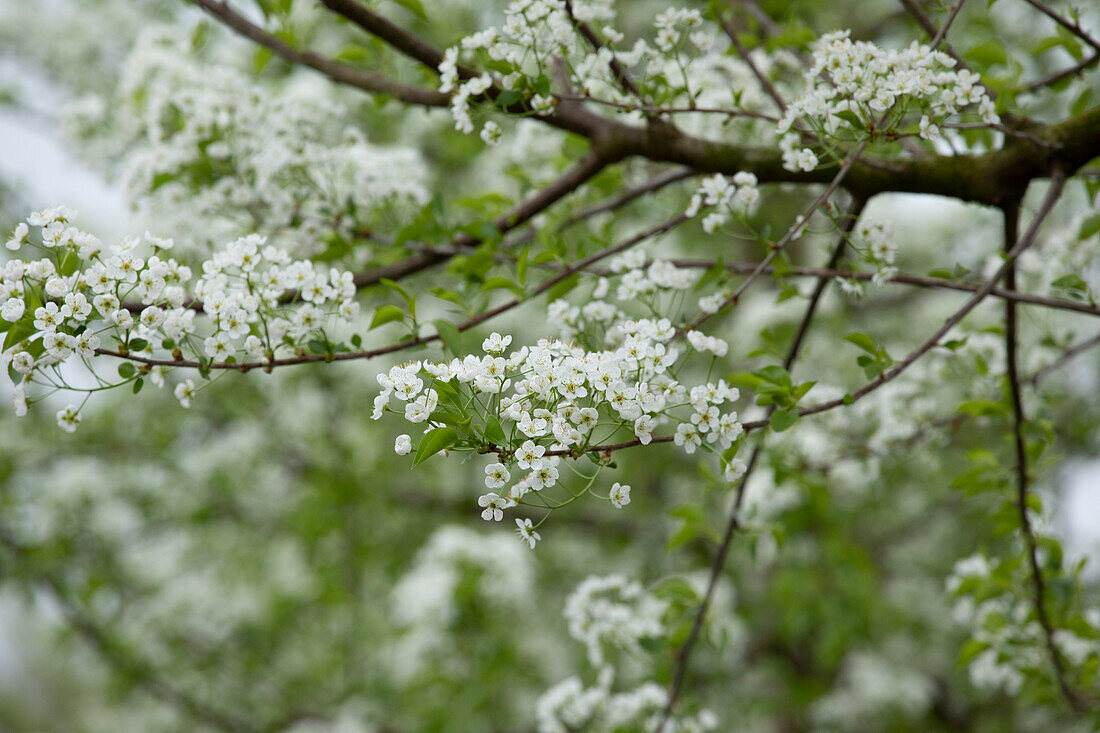 Prunus mahaleb