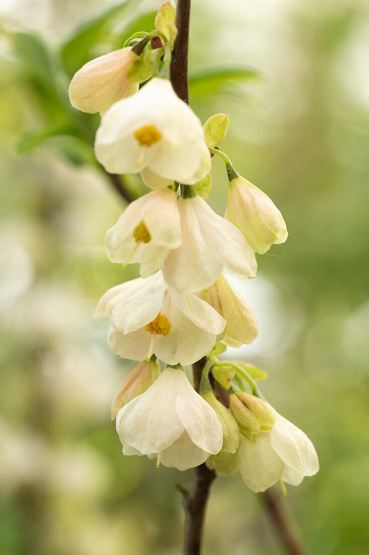 Halesia carolina