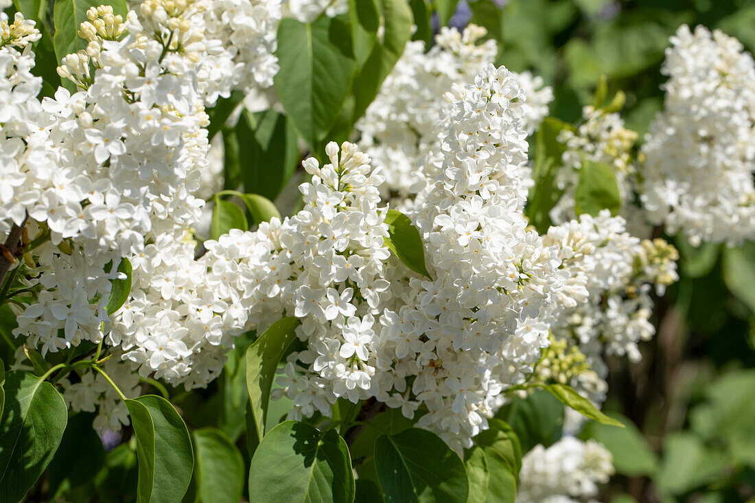 Syringa vulgaris Primrose