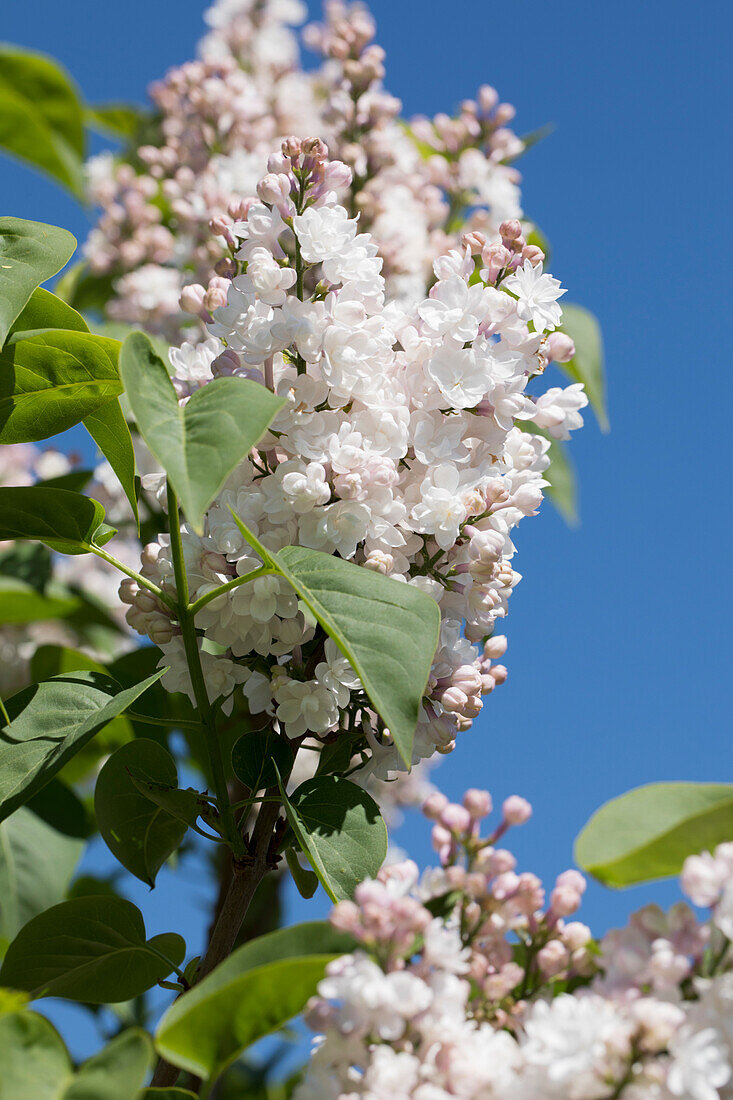 Syringa vulgaris 'Beauty of Moscow'