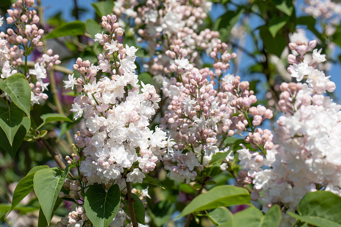 Syringa vulgaris 'Beauty of Moscow'