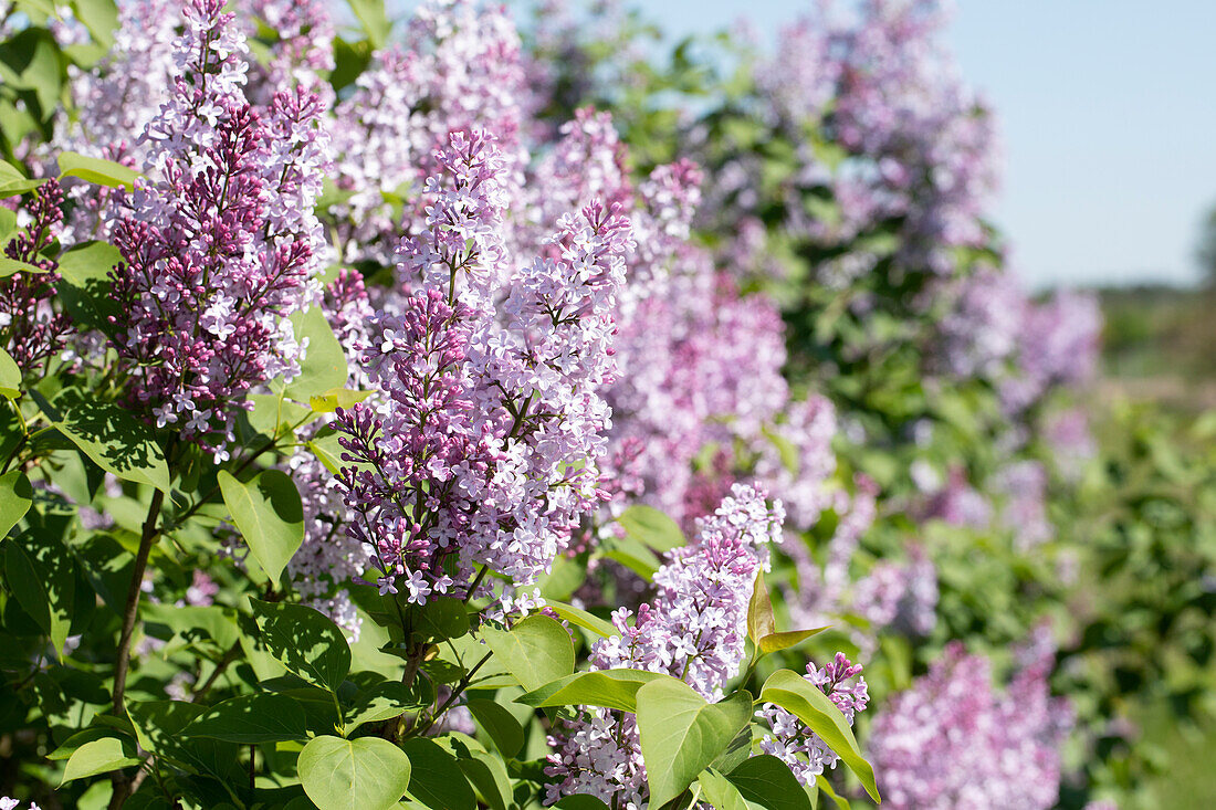 Syringa vulgaris, lilac