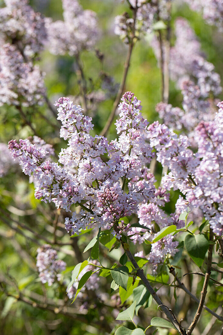 Syringa vulgaris, lila