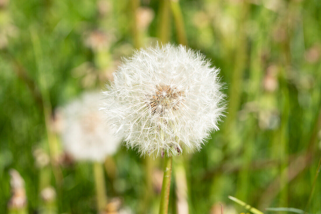 Taraxacum officinale