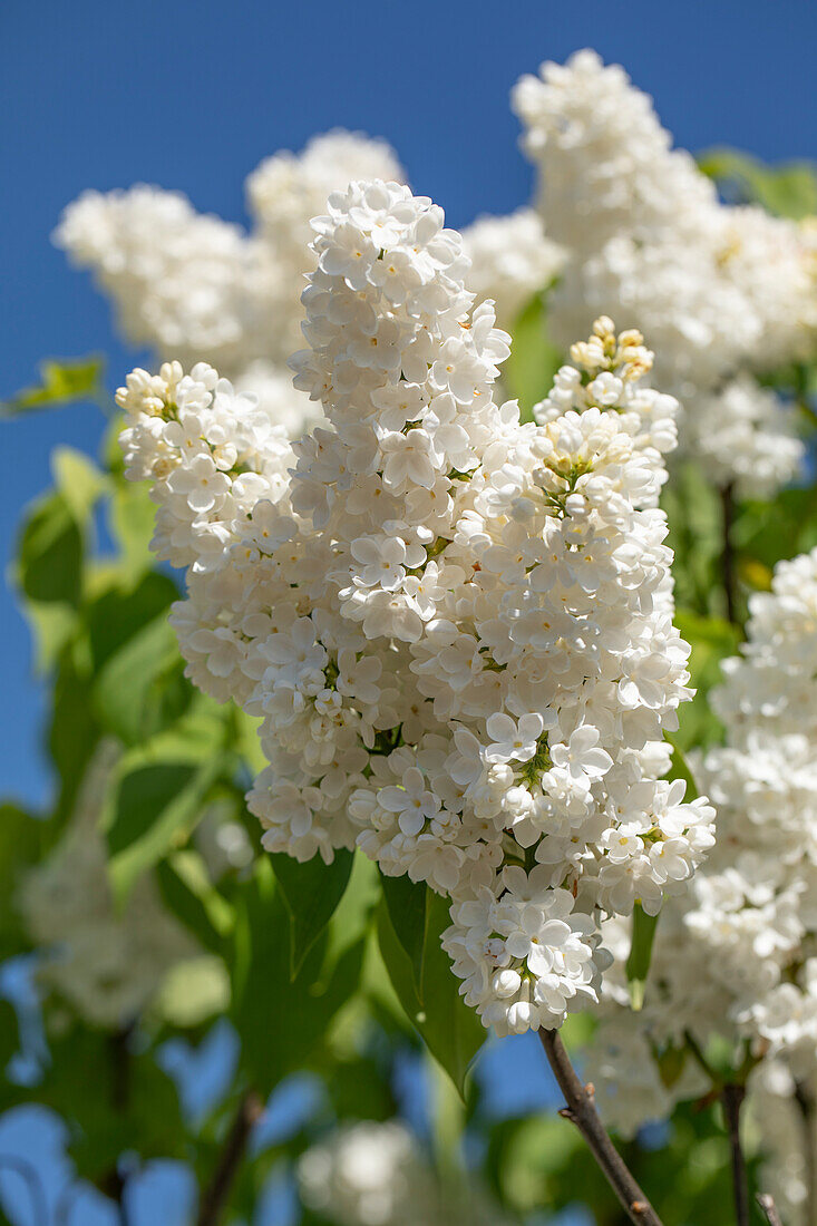 Syringa vulgaris 'Mme Florent Stepman'