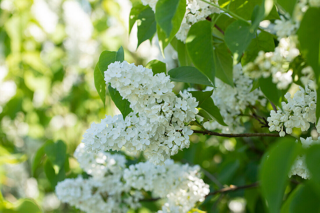 Syringa vulgaris 'Mme Florent Stepman'