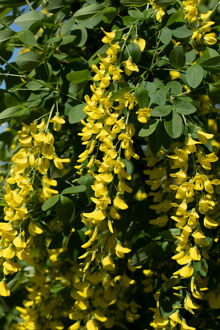 Laburnum watereri Vossii