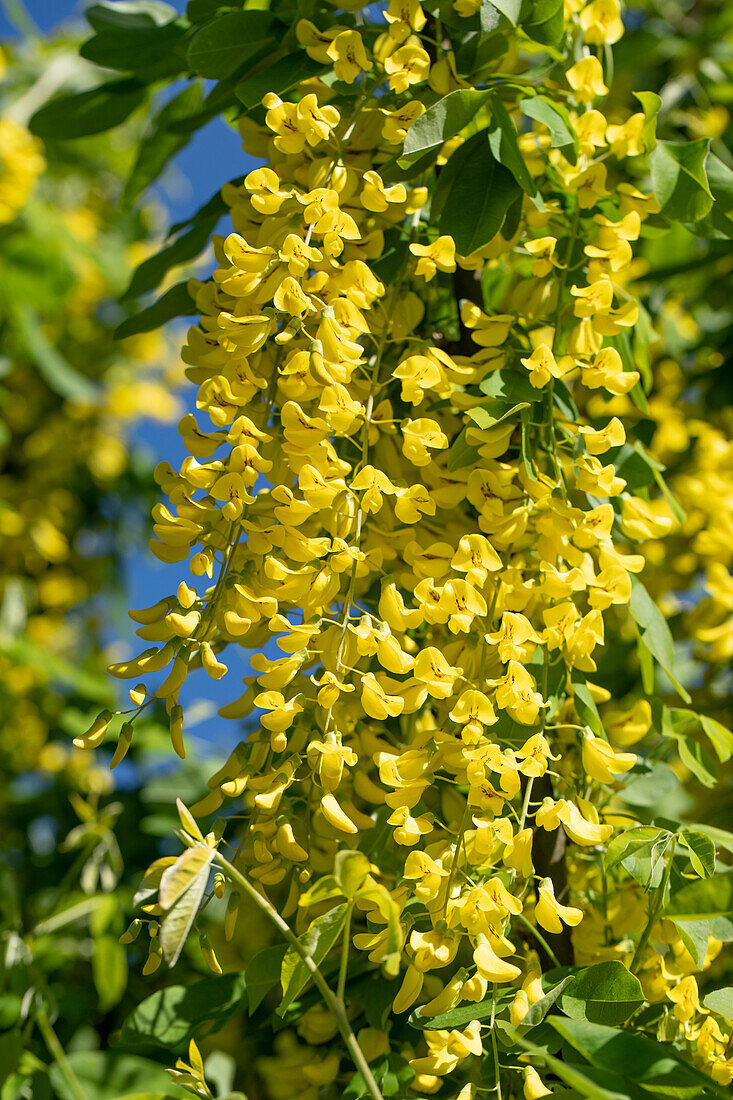 Laburnum anagyroides