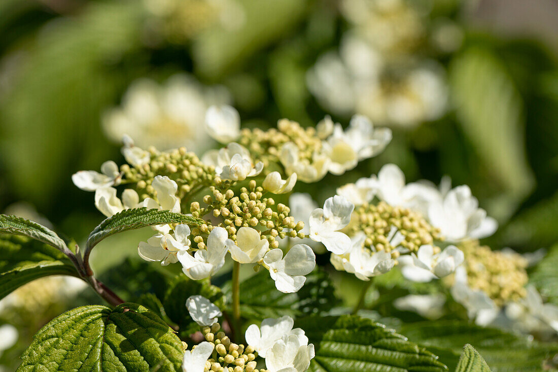 Viburnum plicatum 'Mariesii'