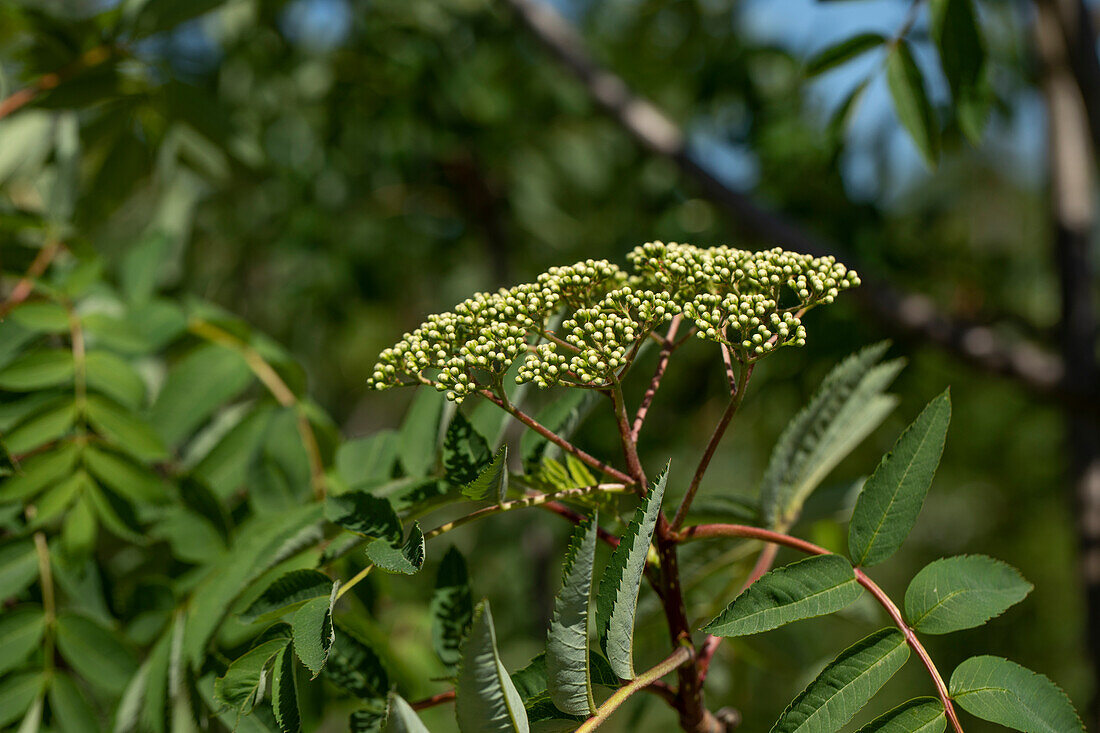 Sorbus decora