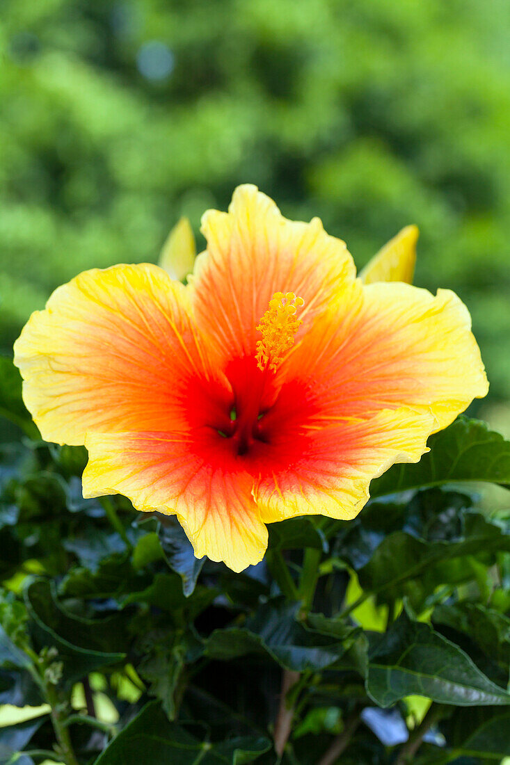 Hibiscus rosa-sinensis