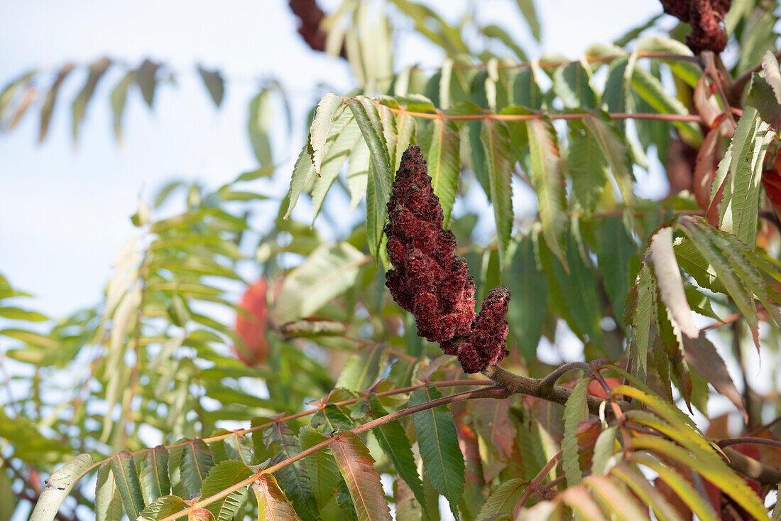 Rhus typhina 'Dissecta