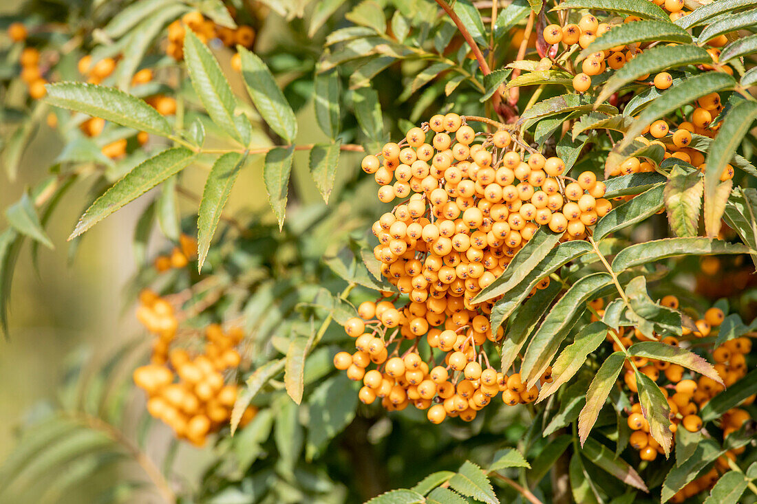 Sorbus aucuparia 'Autumn Spire'®