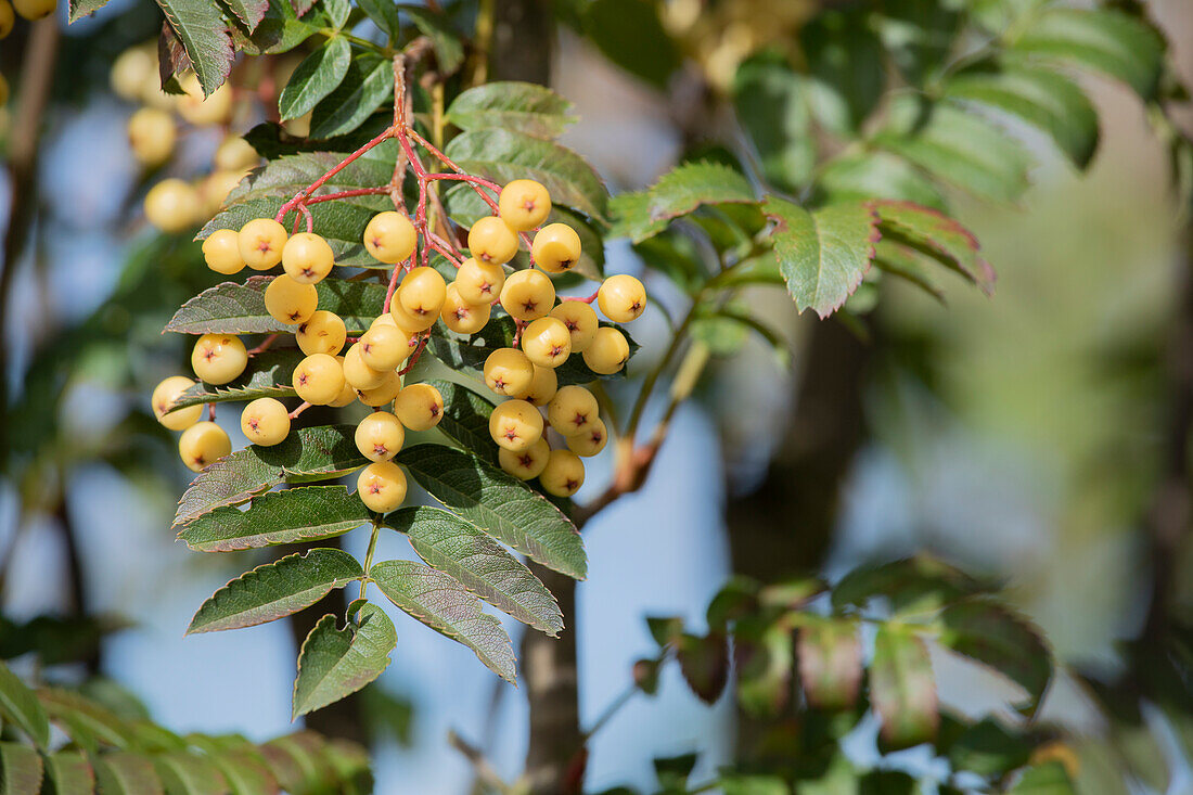 Sorbus 'Joseph Rock