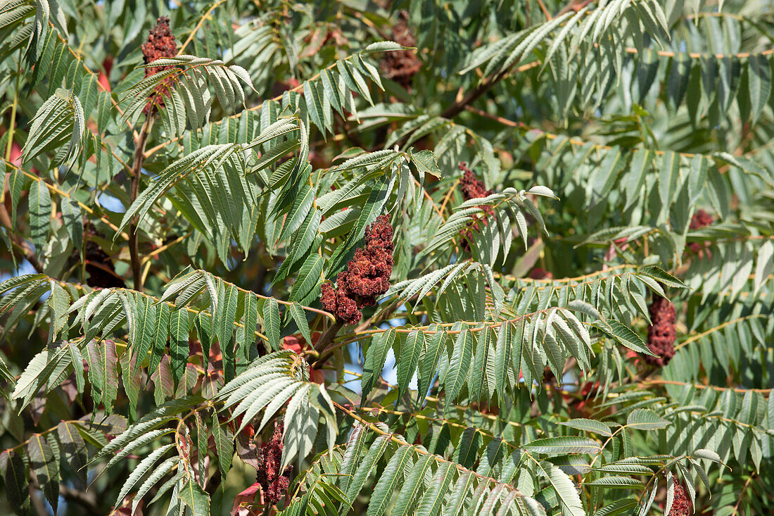 Rhus typhina 'Dissecta'