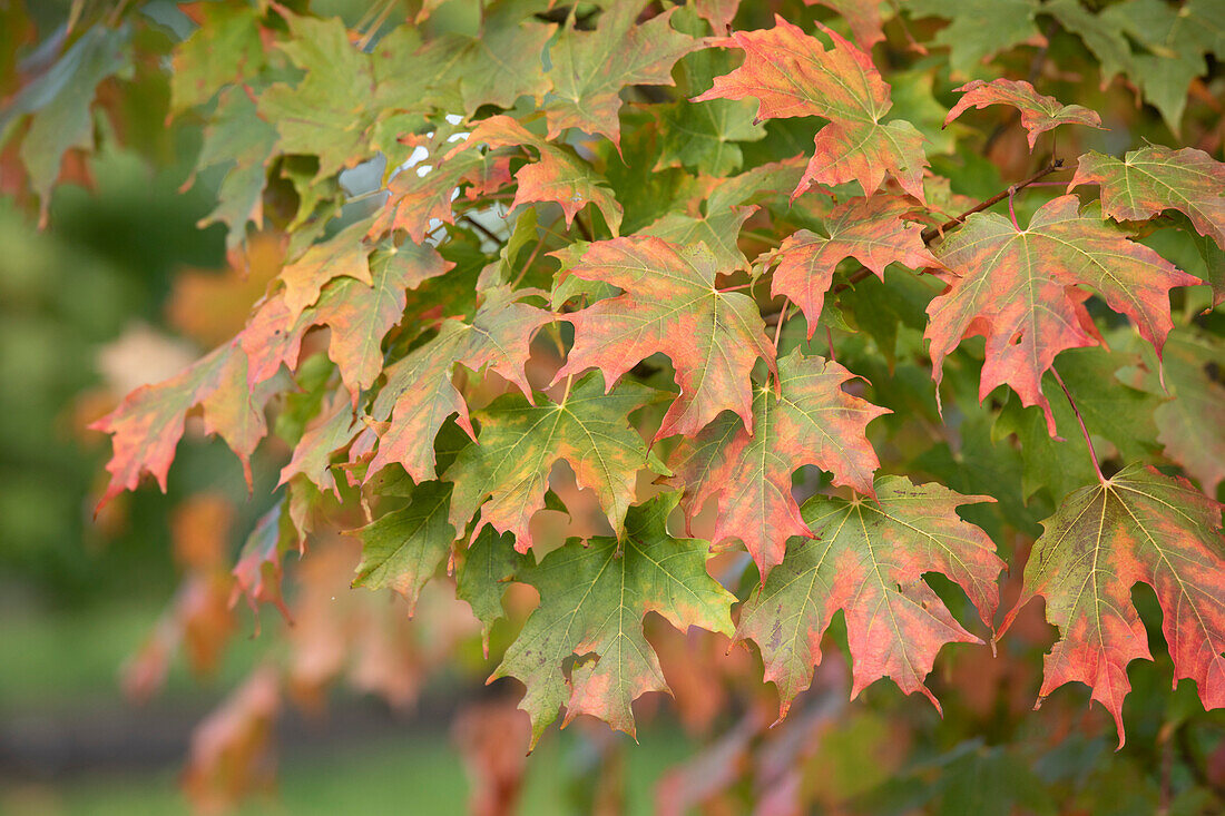 Acer saccharum