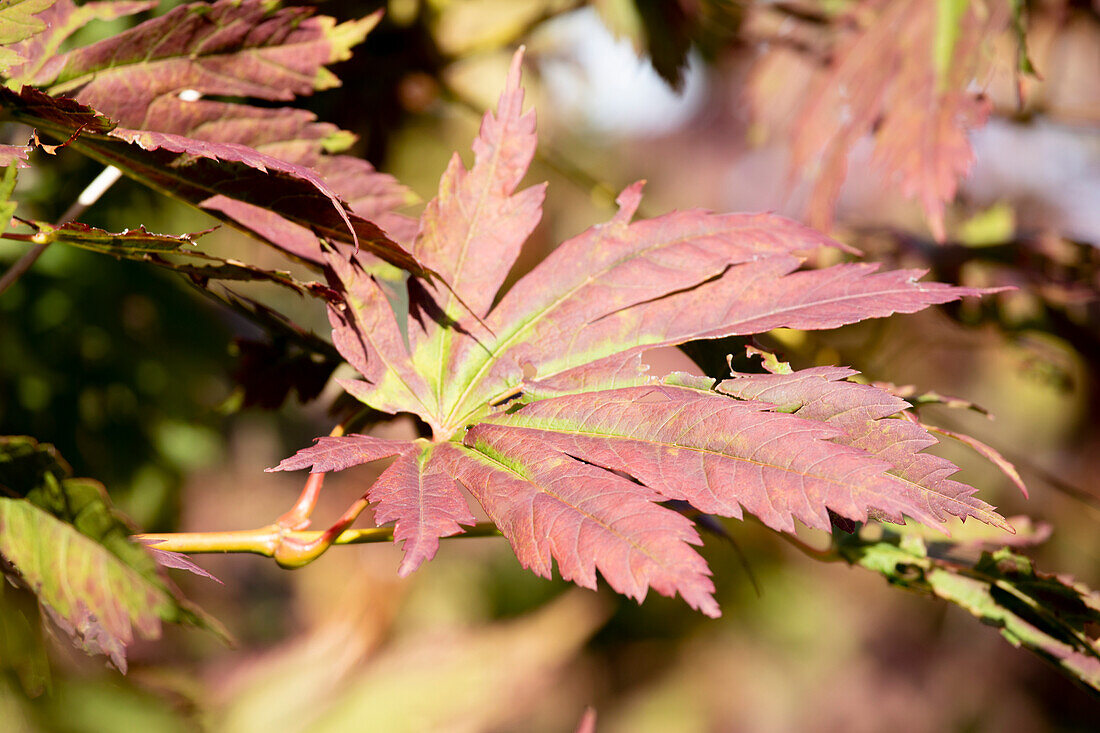 Acer japonicum 'Attaryi'