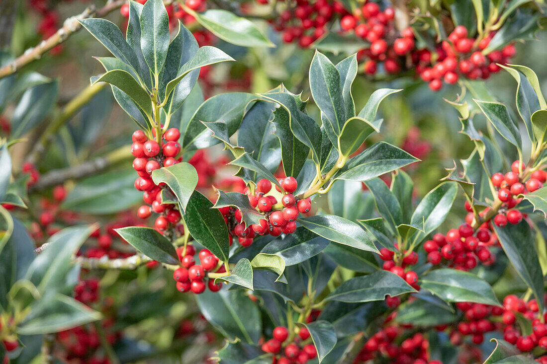 Ilex aquifolium 'Alaska'