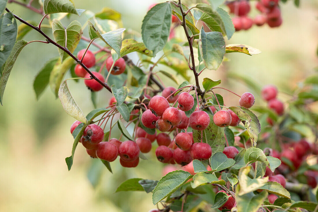 Malus 'Evereste'®