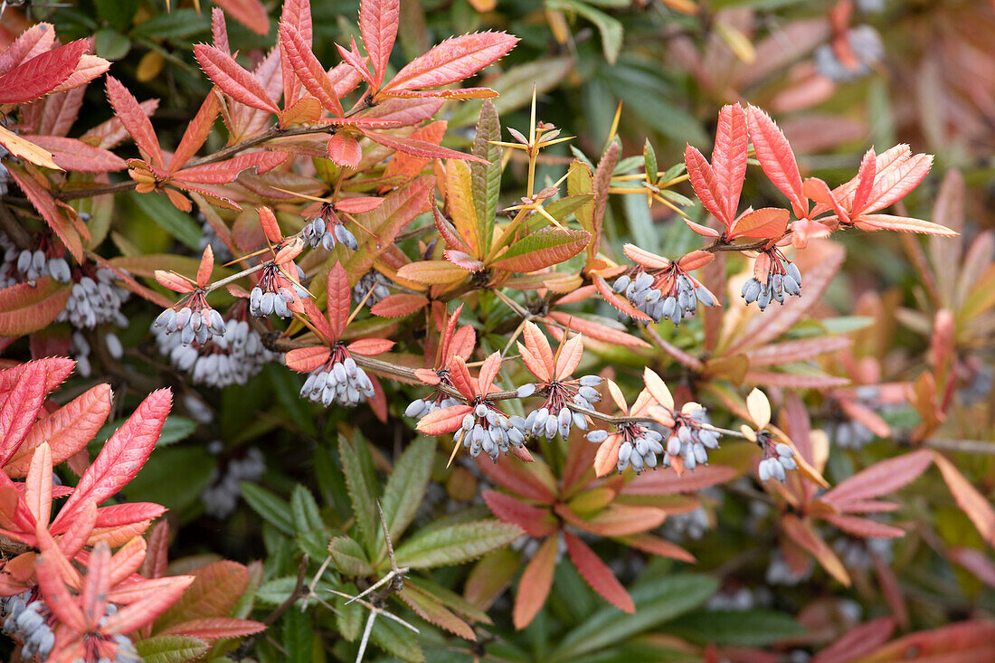 Berberis julianae