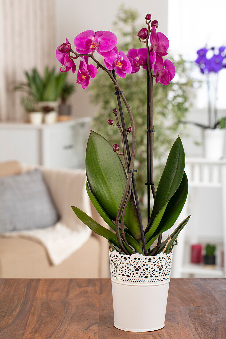 Phalaenopsis, pink