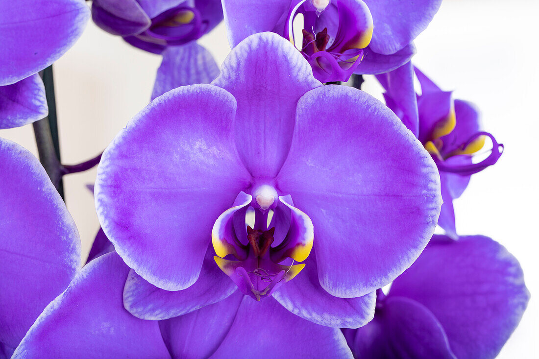 Phalaenopsis 'Royal Purple'