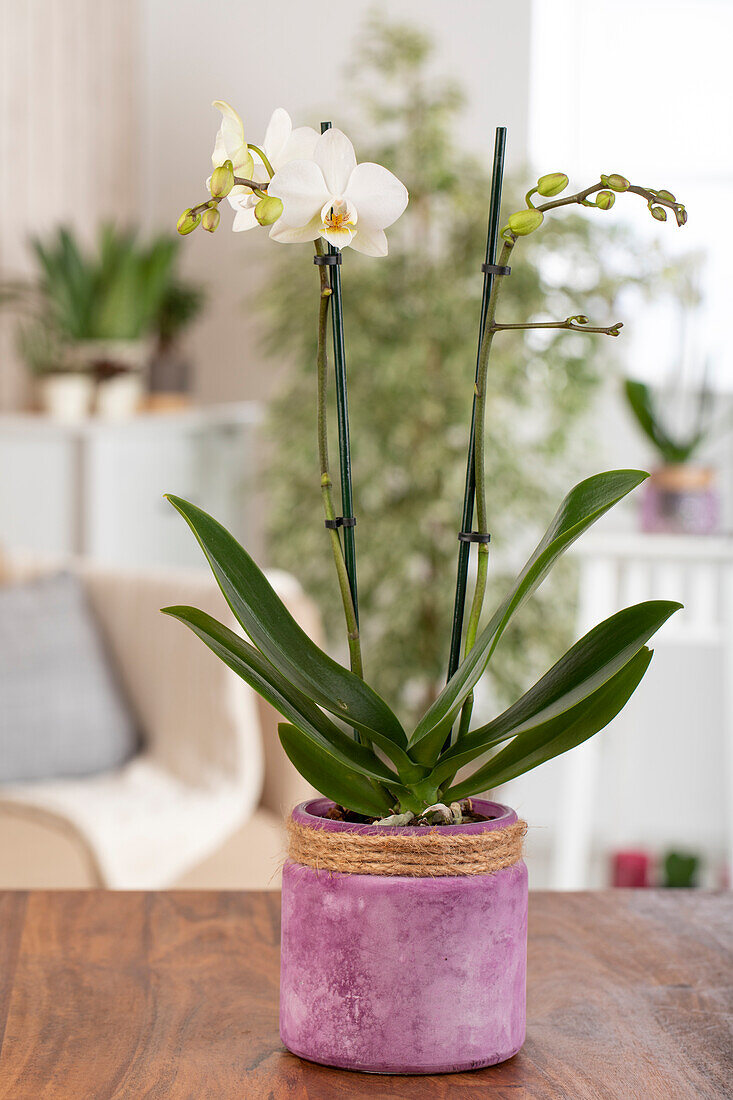 Phalaenopsis Midi, weiß