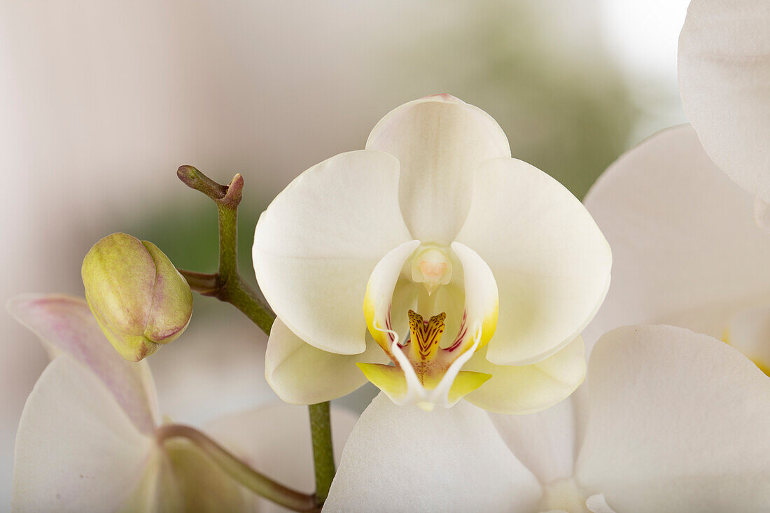 Phalaenopsis Midi, weiß