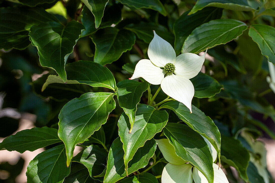 Cornus kousa