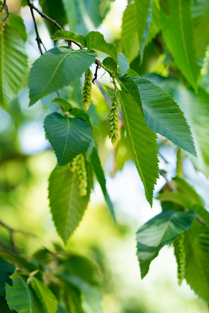 Carpinus betulus